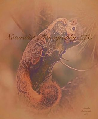 Image#5 “Squirrel” 11x14 Framed Print