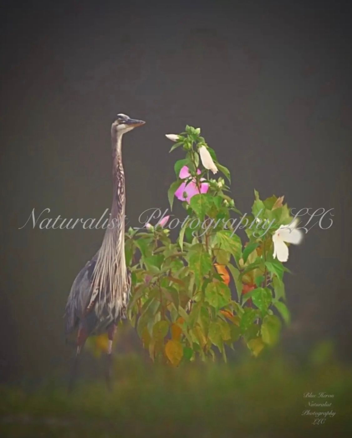 Image#2 “At the Lake”/ Blue Heron 11x14 Framed Print