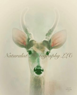 Image#31 “Mystical Deer” 11x14 Framed Print