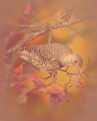 Image#35 “Female Northern Flicker” 8x10 Print