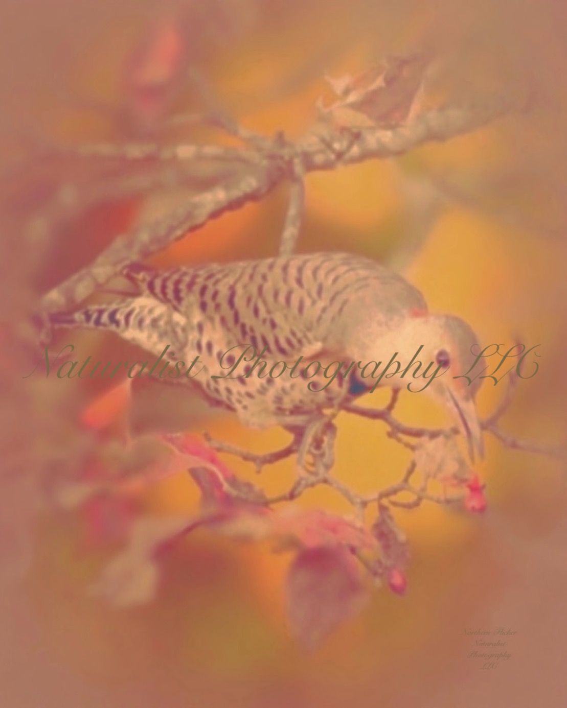 Image#35 “Female Northern Flicker” 11x14 Print