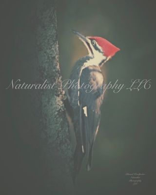 Image#36 “Male Pileated Woodpecker” 11x14 Print