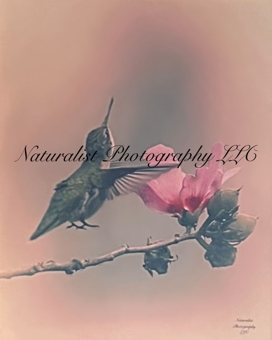 Image#3 “Hummingbird in Pink” 11x14 Print