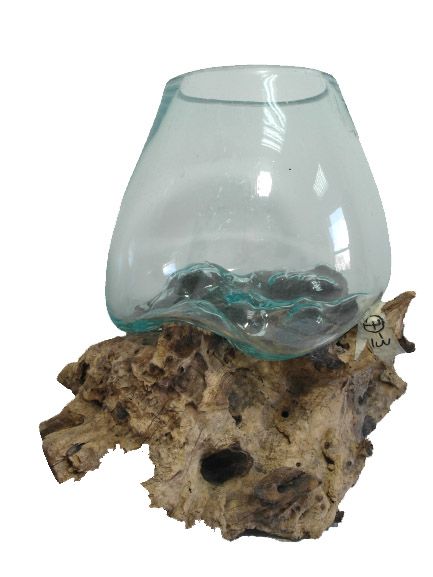 KORZEŃ ZE SZKŁEM 40-50 CM