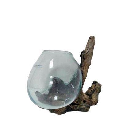KORZEŃ ZE SZKŁEM 30-40 CM