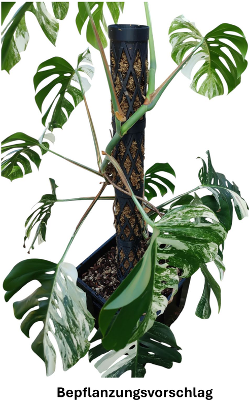 Moss Pole - extra Groß