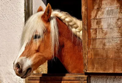 CAVALLO