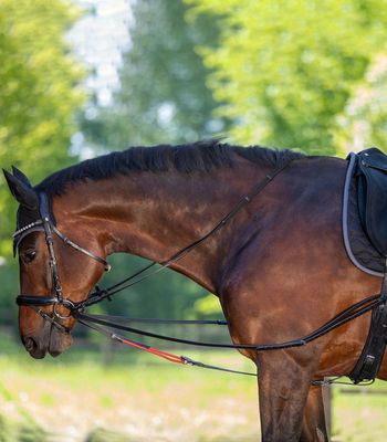 W-TRAIN REIN WALDHAUSEN