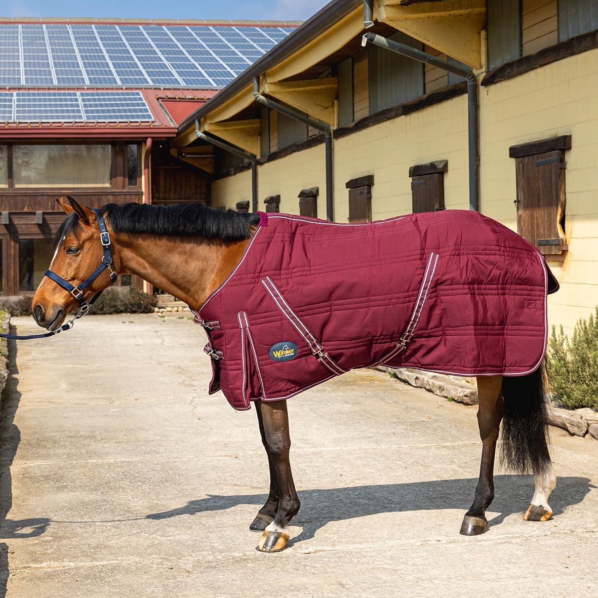 PIUMONE DA BOX 350 GR WINNER