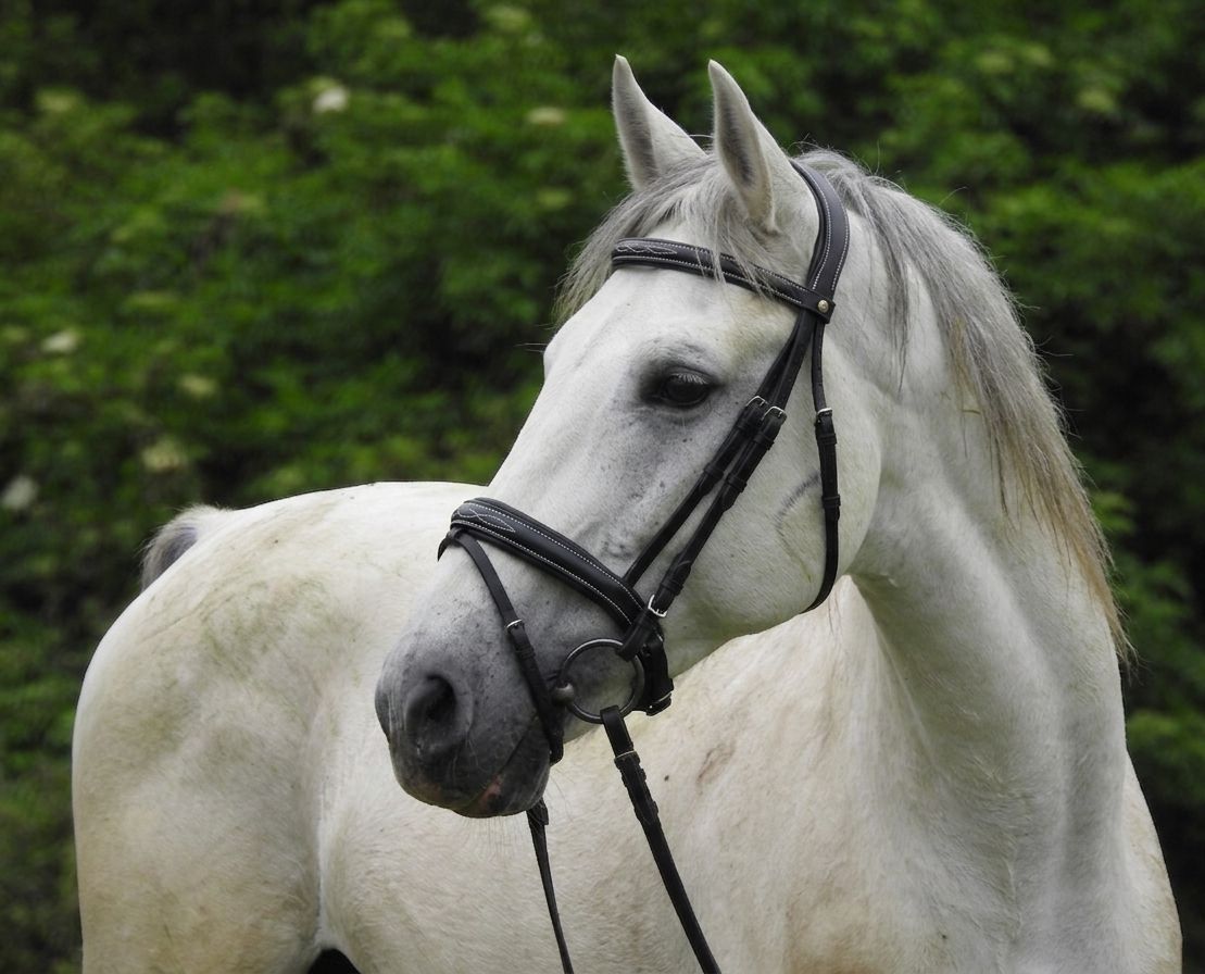 BRIGLIA FANCY PARIANI