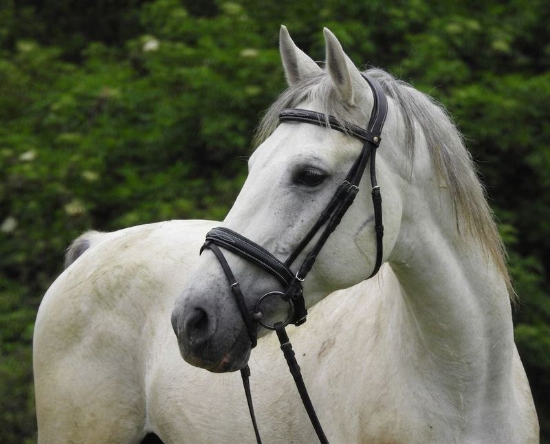 BRIGLIA FANCY PARIANI