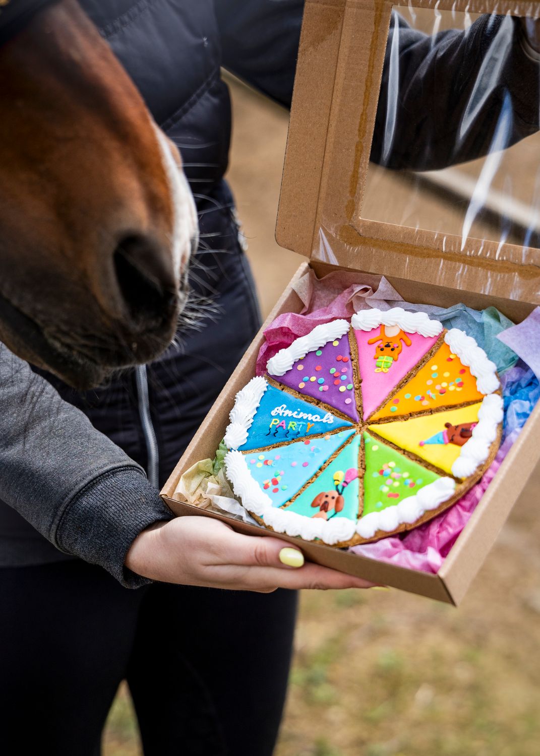 CANDY HORSE - TARTE - BISCOTTO PER CAVALLI