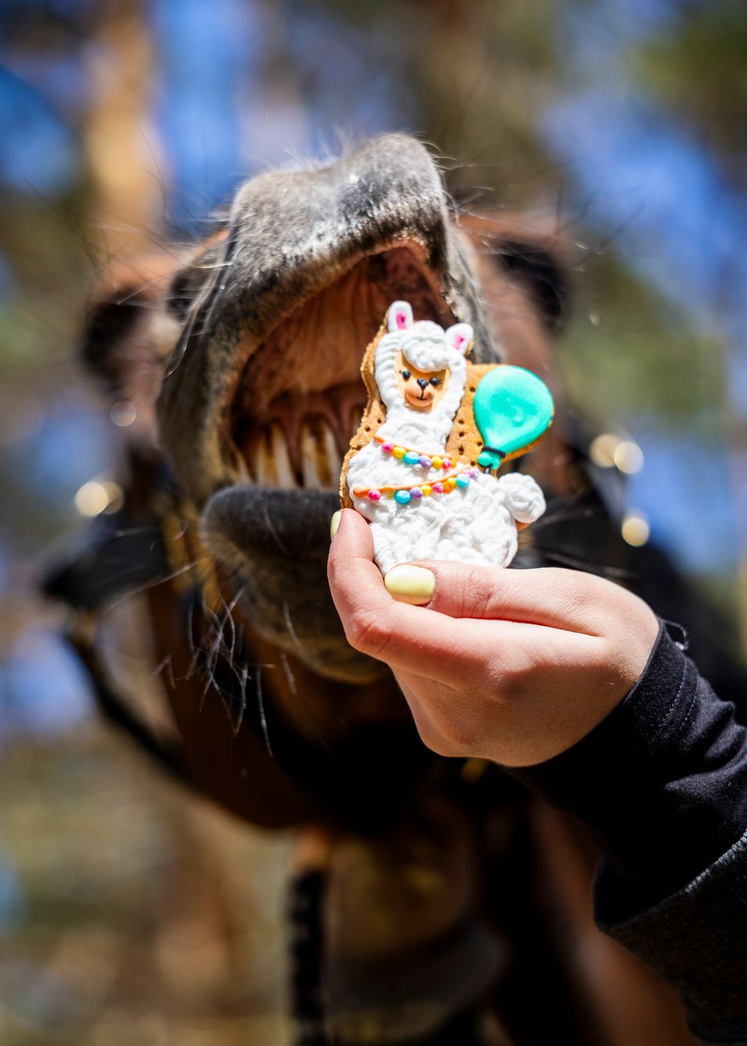 CANDY HORSE - LAMA - BISCOTTO PER CAVALLI