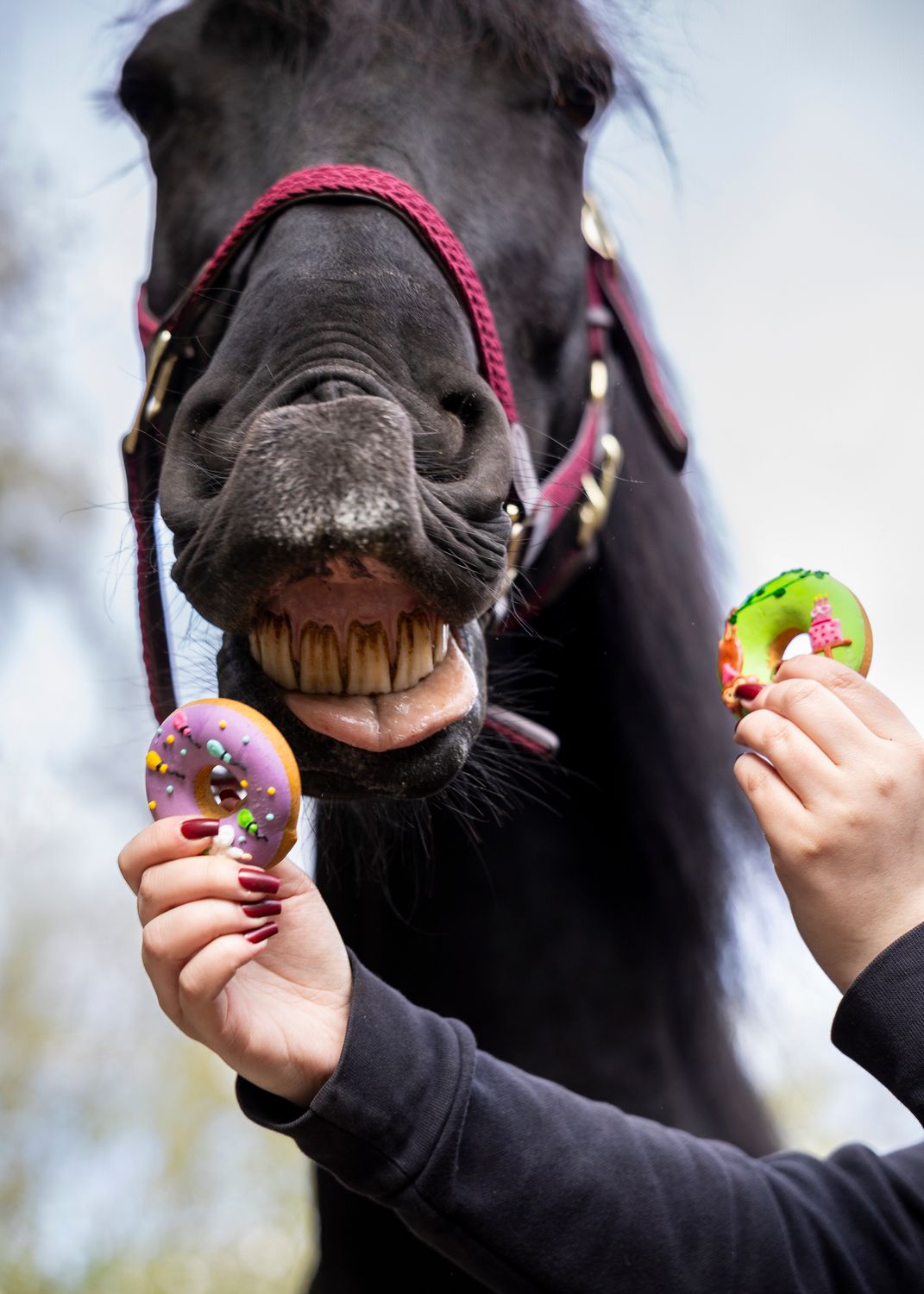 CANDY HORSE - DONUTS - BISCOTTO PER CAVALLI