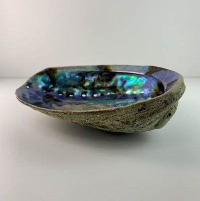 Abalone Shell