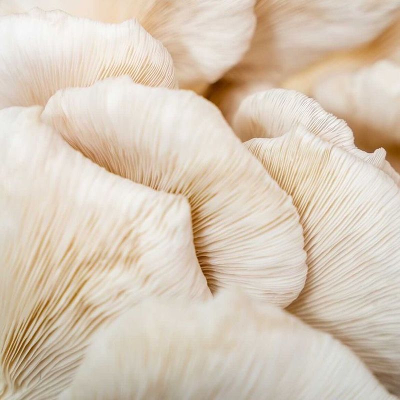 Fresh Pearl Oyster Mushrooms 