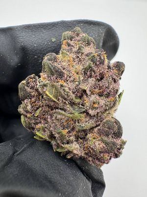 Mimosa