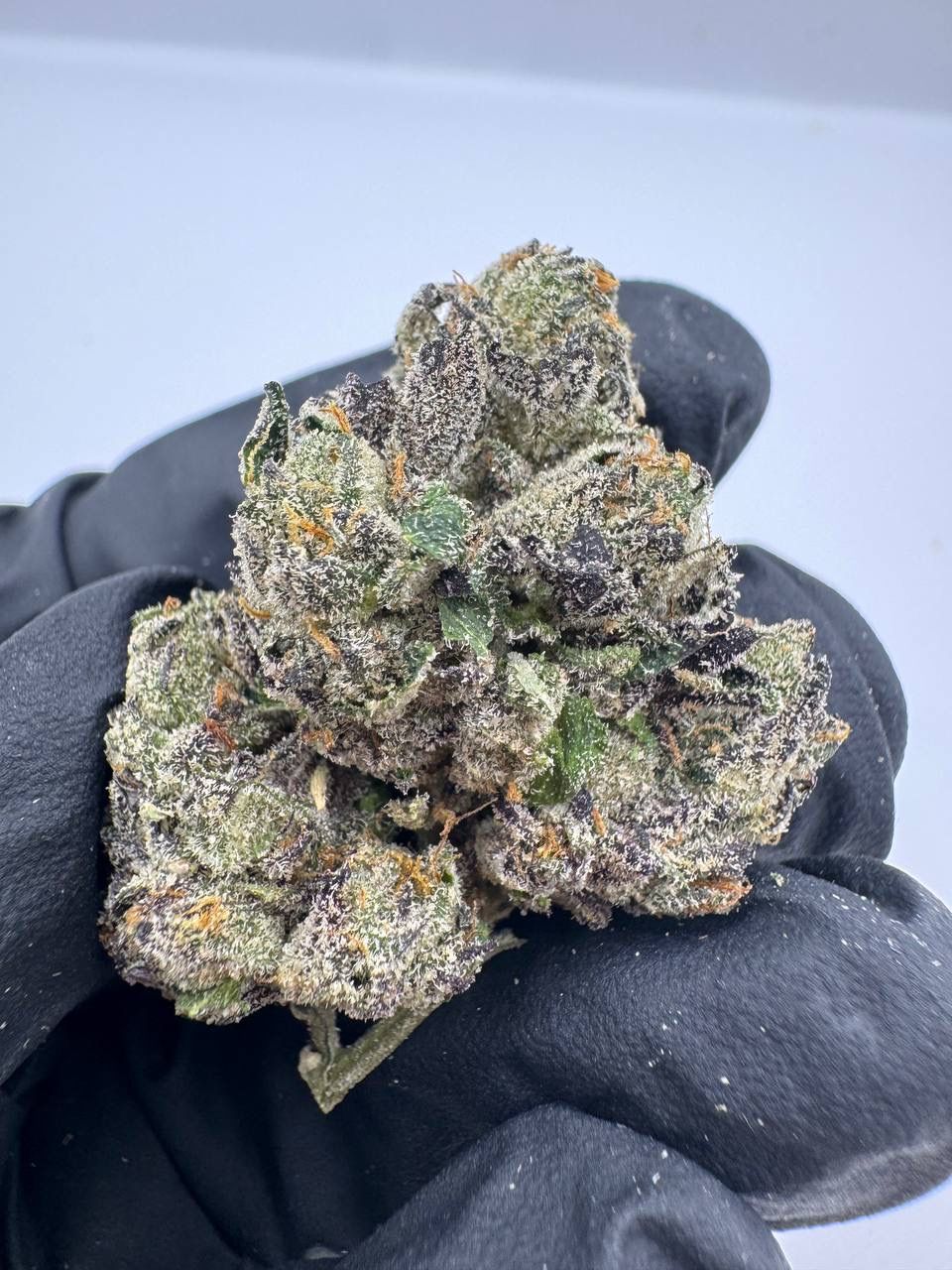 Rainbow Sherbet