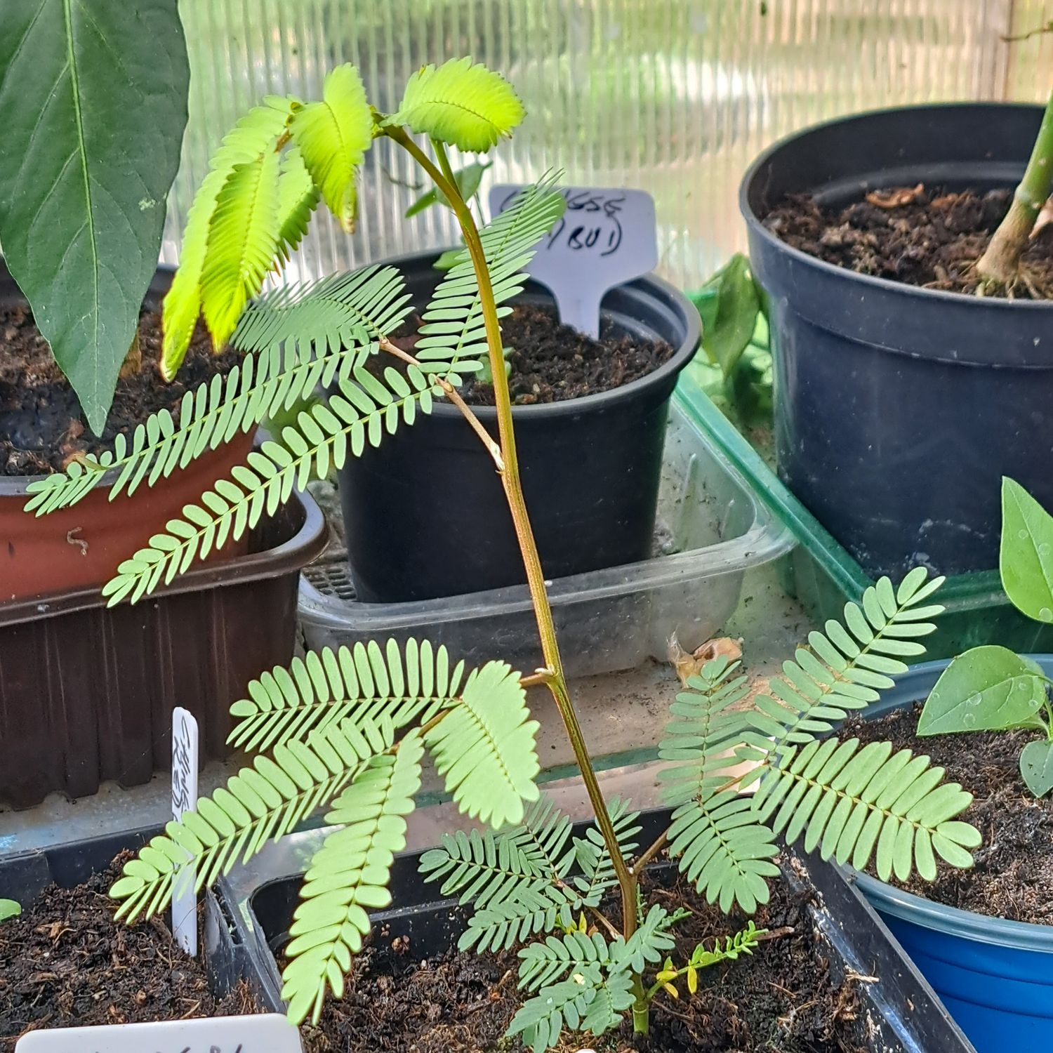 Persian Silk Mimosa seedling
