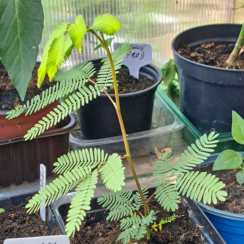Persian Silk Mimosa seedling