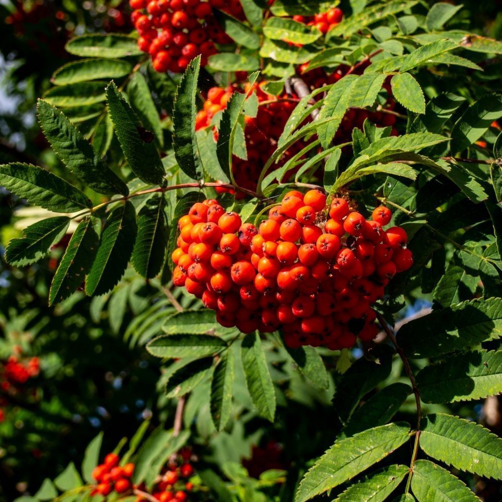 Rowan (mountain Ash)