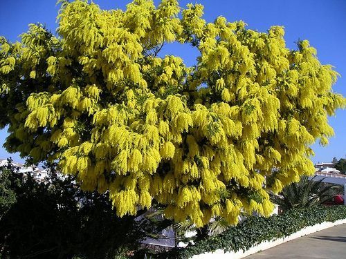 Acacia Dealbata