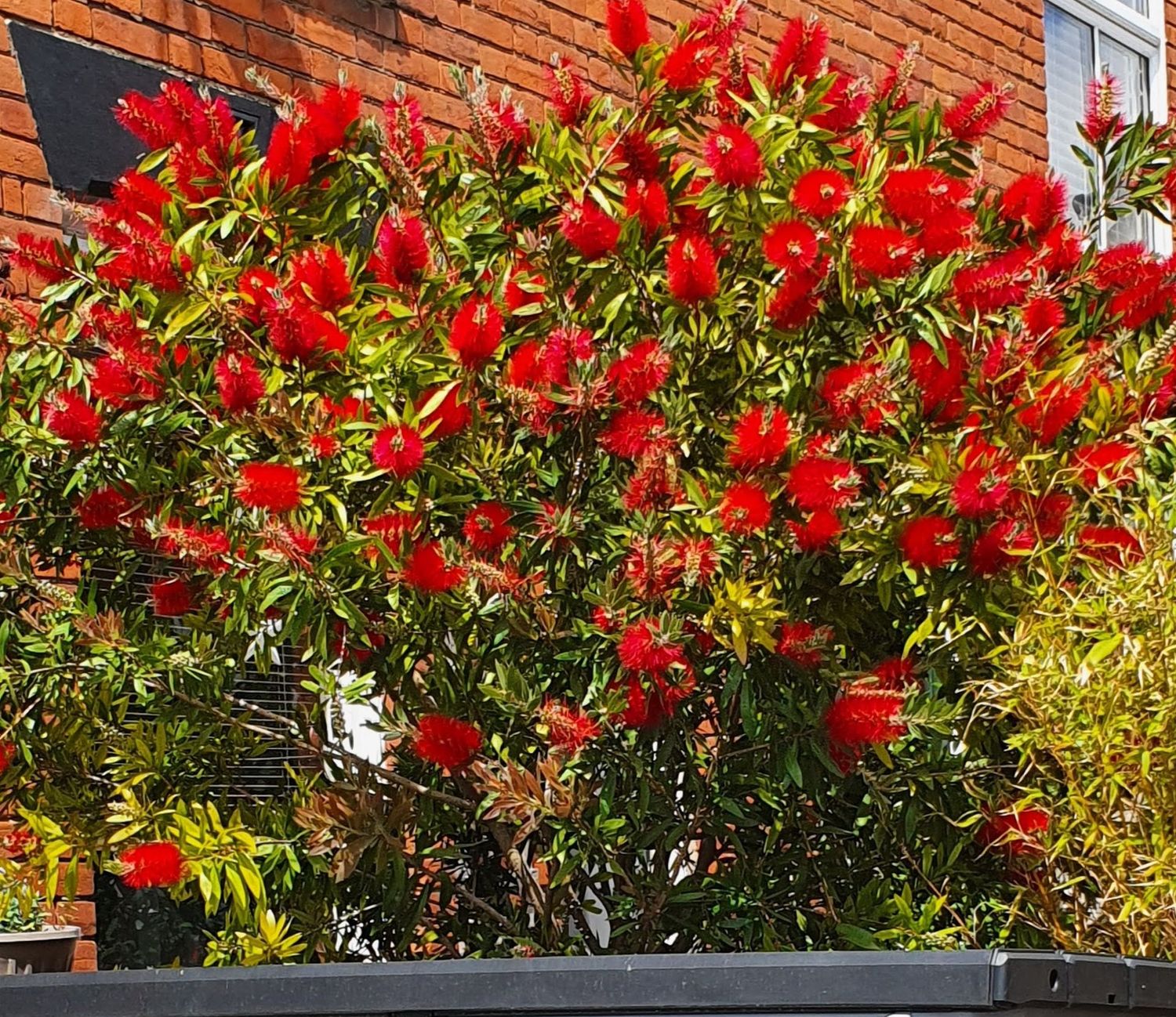 Bottlebrush