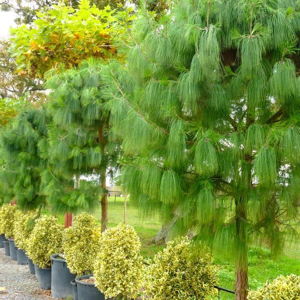 Mexican Weeping Pine