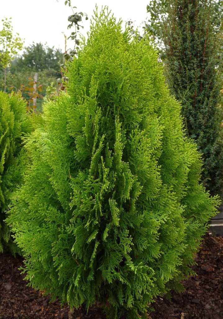 Thuja Orientalis