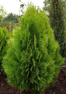Thuja Orientalis