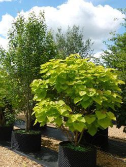 Indian Bean Tree