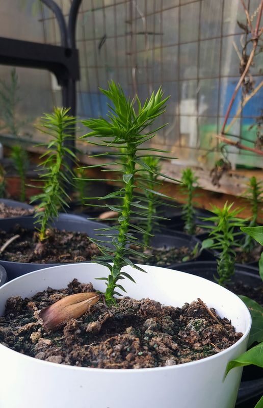Monkey Puzzle
