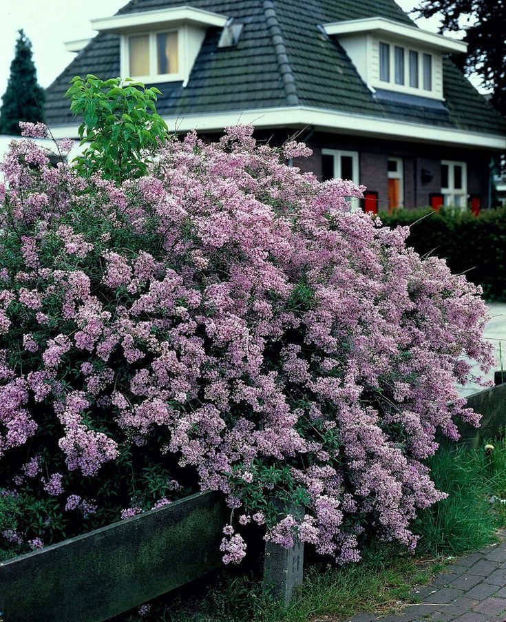 Persian Lilac