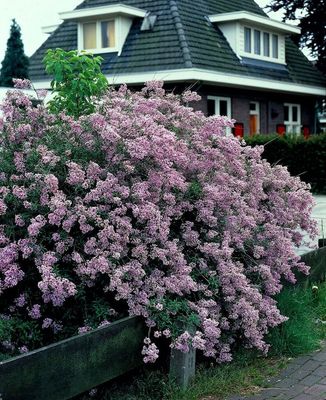 Persian Lilac