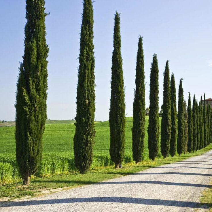 Italian Cypress