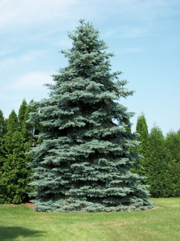 Colorado Blue Spruce