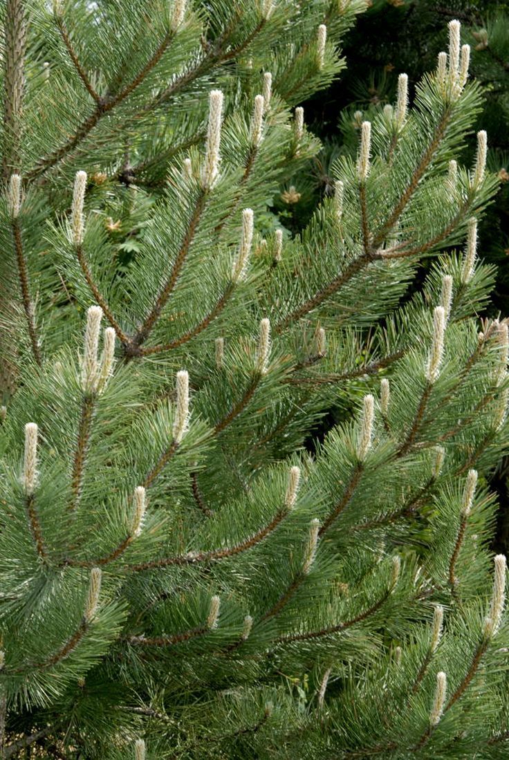 Monterey Pine