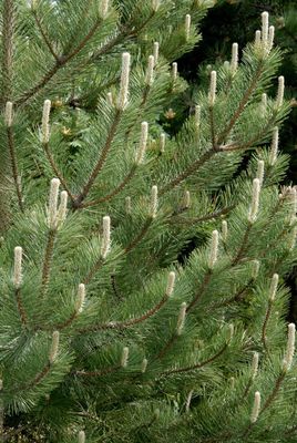 Monterey Pine