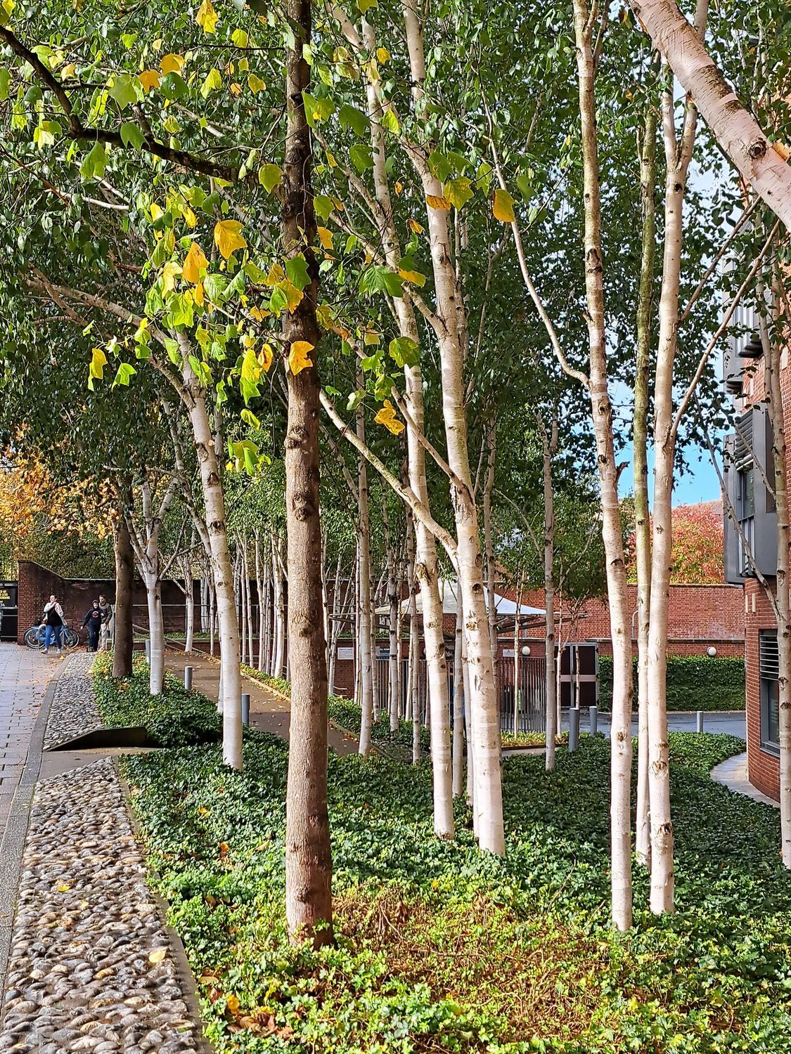 Silver Birch