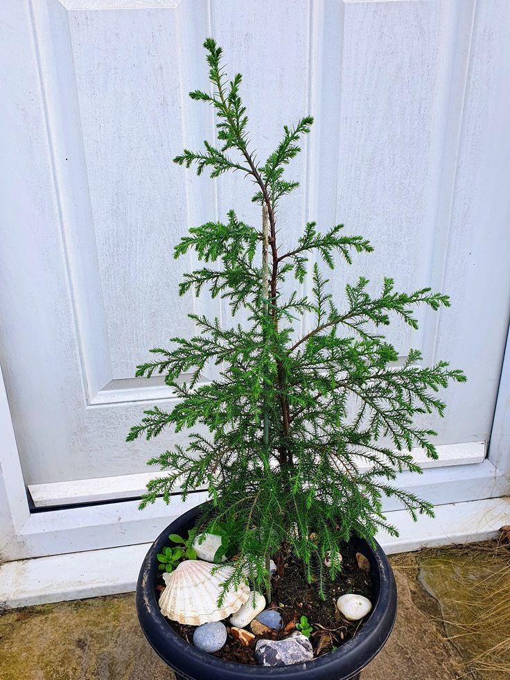 Himalayan Weeping Cypress
