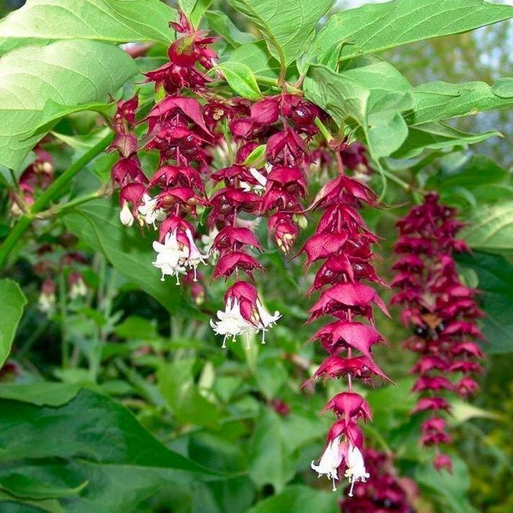 Himalayan Honeysuckle