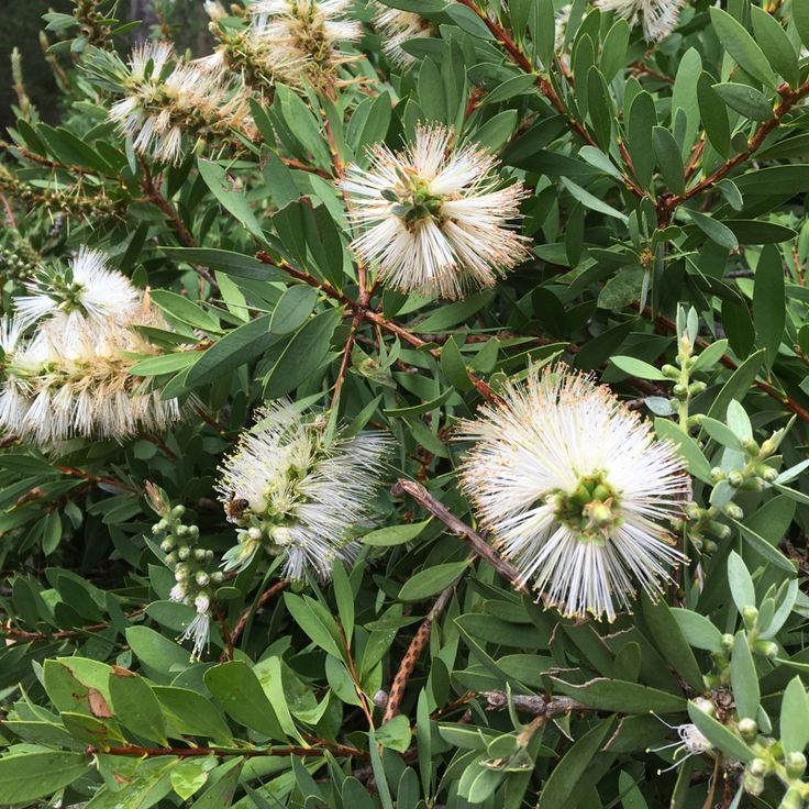 Bottlebrush  - Lemon