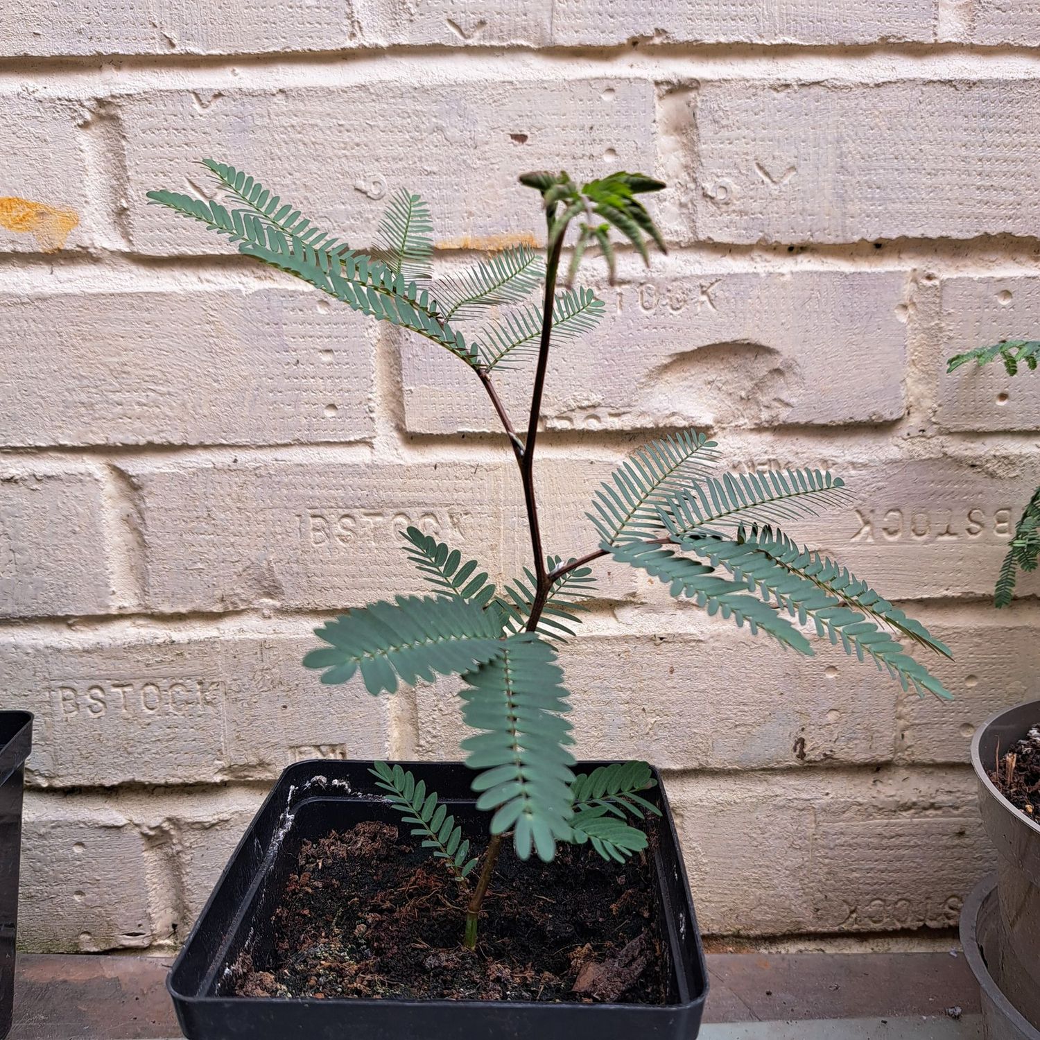 Albizzia Lophantha