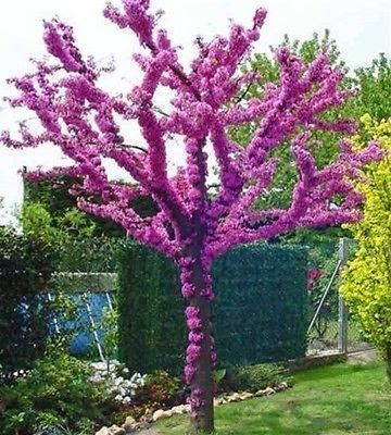 Chinese Redbud