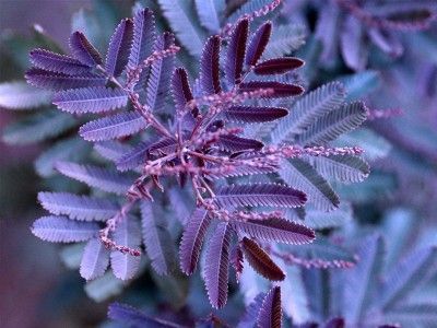 Acacia Baileyana