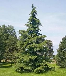 Bhutan Cypress
