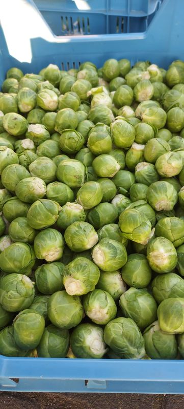 Rosenkohl