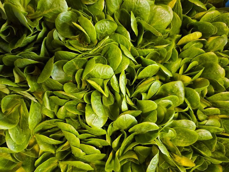 Feldsalat