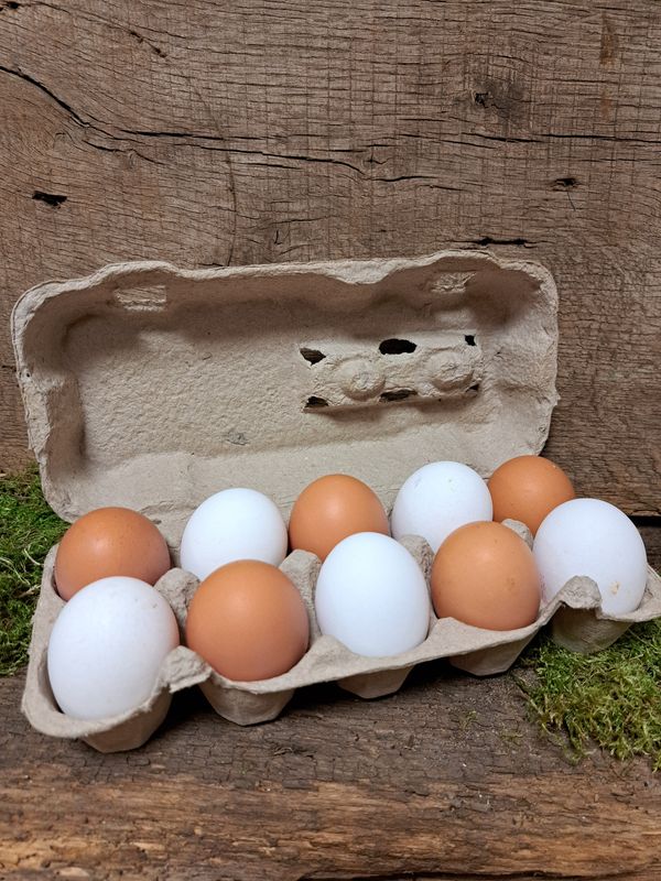 Eier 10 Stück Bodenhaltung
