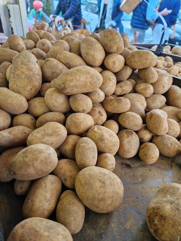 Belana (vorwiegend festkochend)